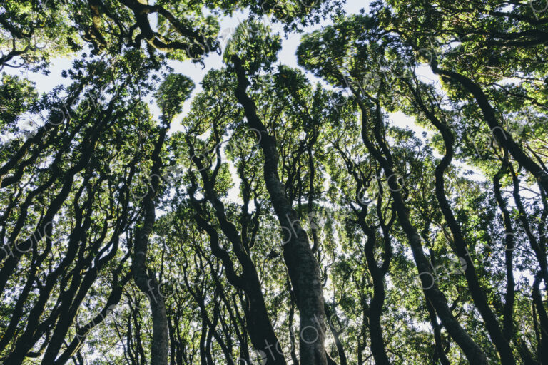 Low angle view of grove of coast live oaks, bishop pines and madrone trees