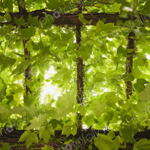 Low angle view of leaves growing on vines Low angle view of leaves growing on vines