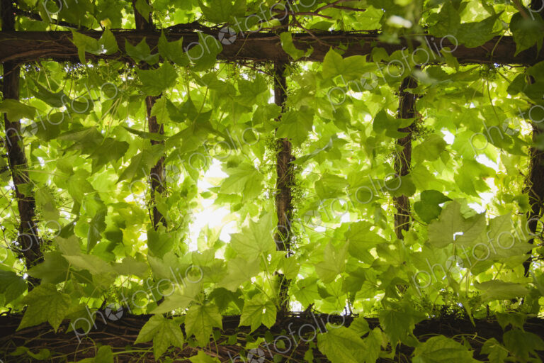 Low angle view of leaves growing on vines