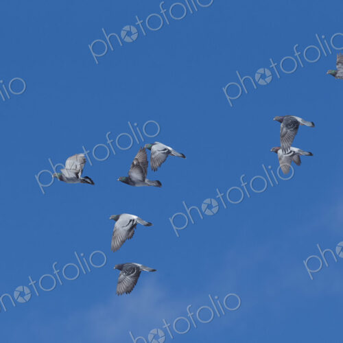 Low angle view of small flock of pigeons in flight. Low angle view of small flock of pigeons in flight.