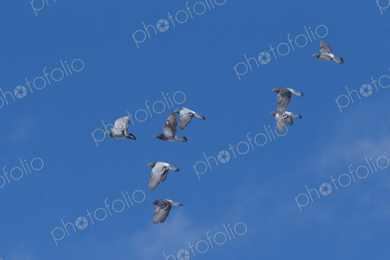 Low angle view of small flock of pigeons in flight.