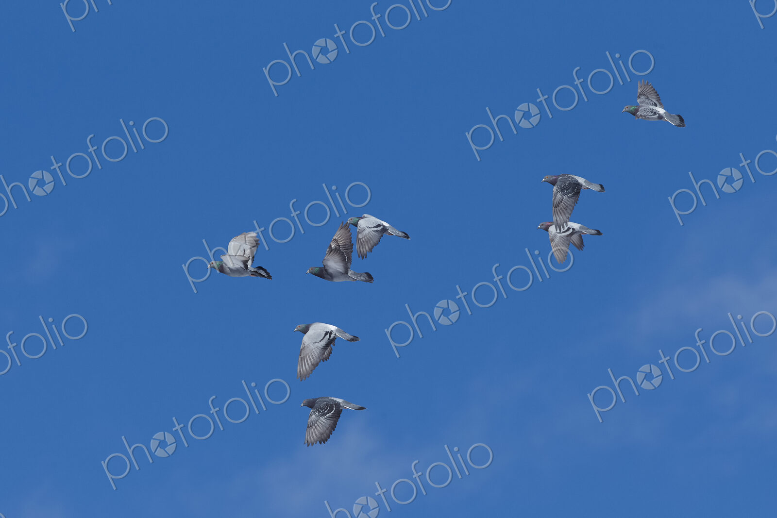 Low angle view of small flock of pigeons in flight.
