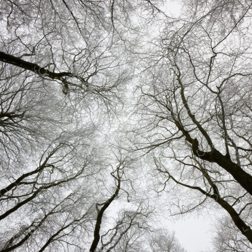 Low angle view of tree canopy in winter. Low angle view of tree canopy in winter.