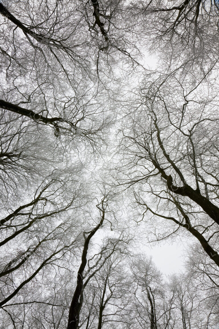 Low angle view of tree canopy in winter.