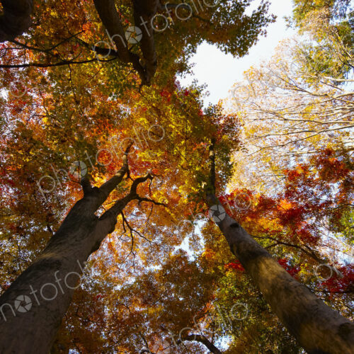 Low angle view of tree canopy with lush red and golden foliage. Low angle view of tree canopy with lush red and golden foliage.