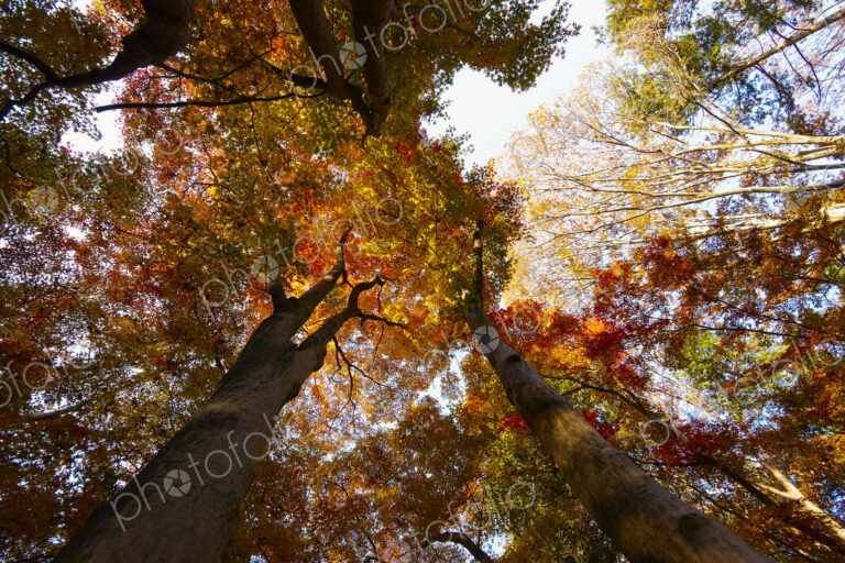 Low angle view of tree canopy with lush red and golden foliage.