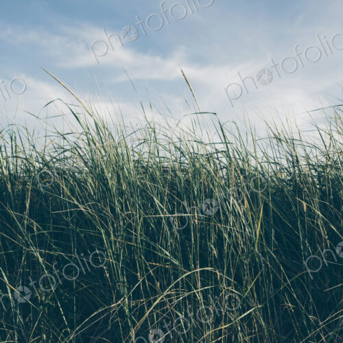 Low angle view of windswept sea grasses, Long Beach Peninsula Low angle view of windswept sea grasses, Long Beach Peninsula
