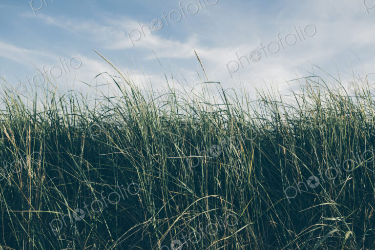 Low angle view of windswept sea grasses, Long Beach Peninsula
