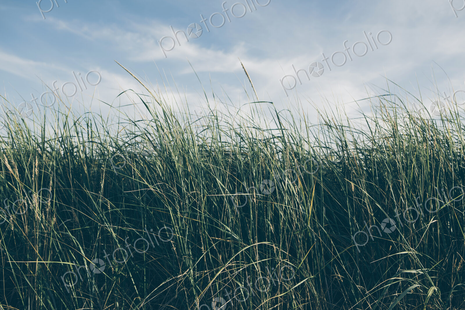 Low angle view of windswept sea grasses, Long Beach Peninsula