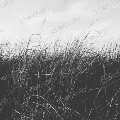 Low angle view of windswept sea grasses, Long Beach Peninsula Low angle view of windswept sea grasses, Long Beach Peninsula