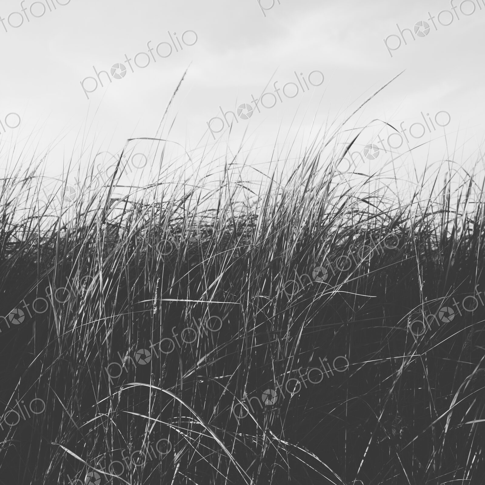 Low angle view of windswept sea grasses, Long Beach Peninsula