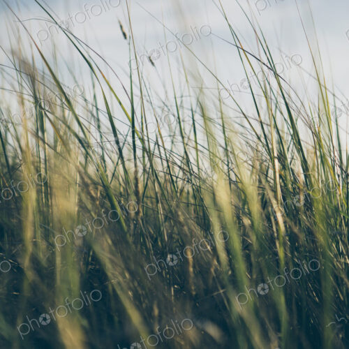 Low angle view of windswept sea grasses, Long Beach Peninsula Low angle view of windswept sea grasses, Long Beach Peninsula