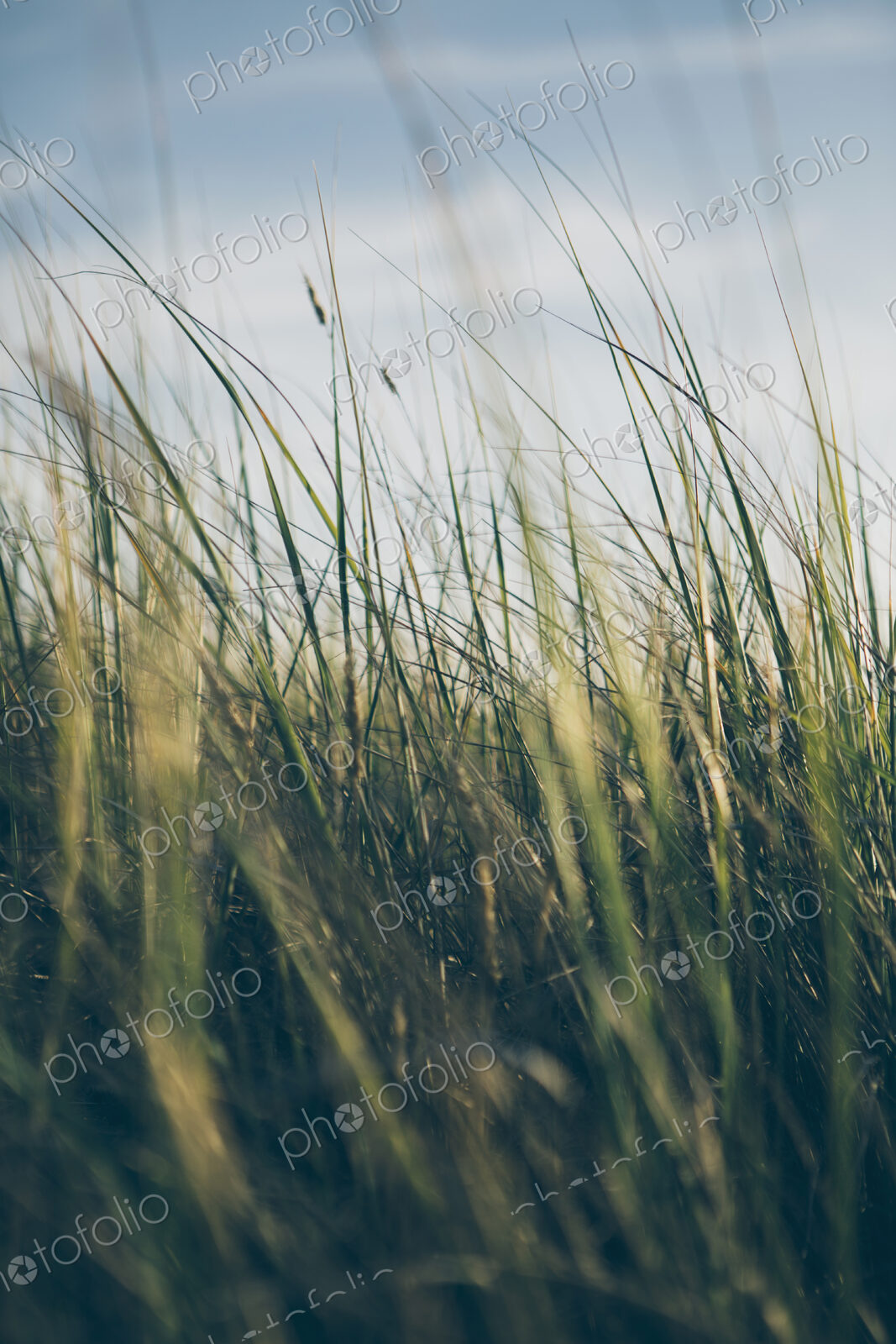 Low angle view of windswept sea grasses, Long Beach Peninsula