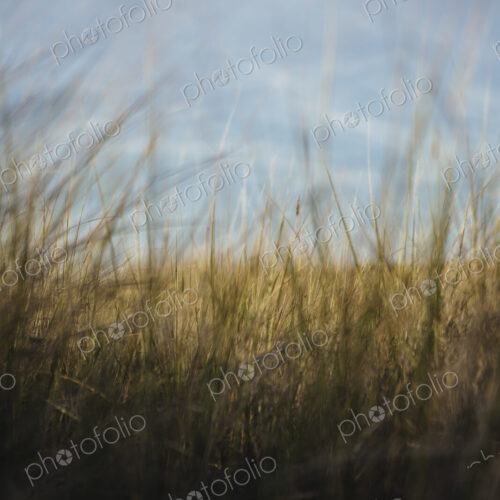 Low angle view of windswept sea grasses, Long Beach Peninsula Low angle view of windswept sea grasses, Long Beach Peninsula
