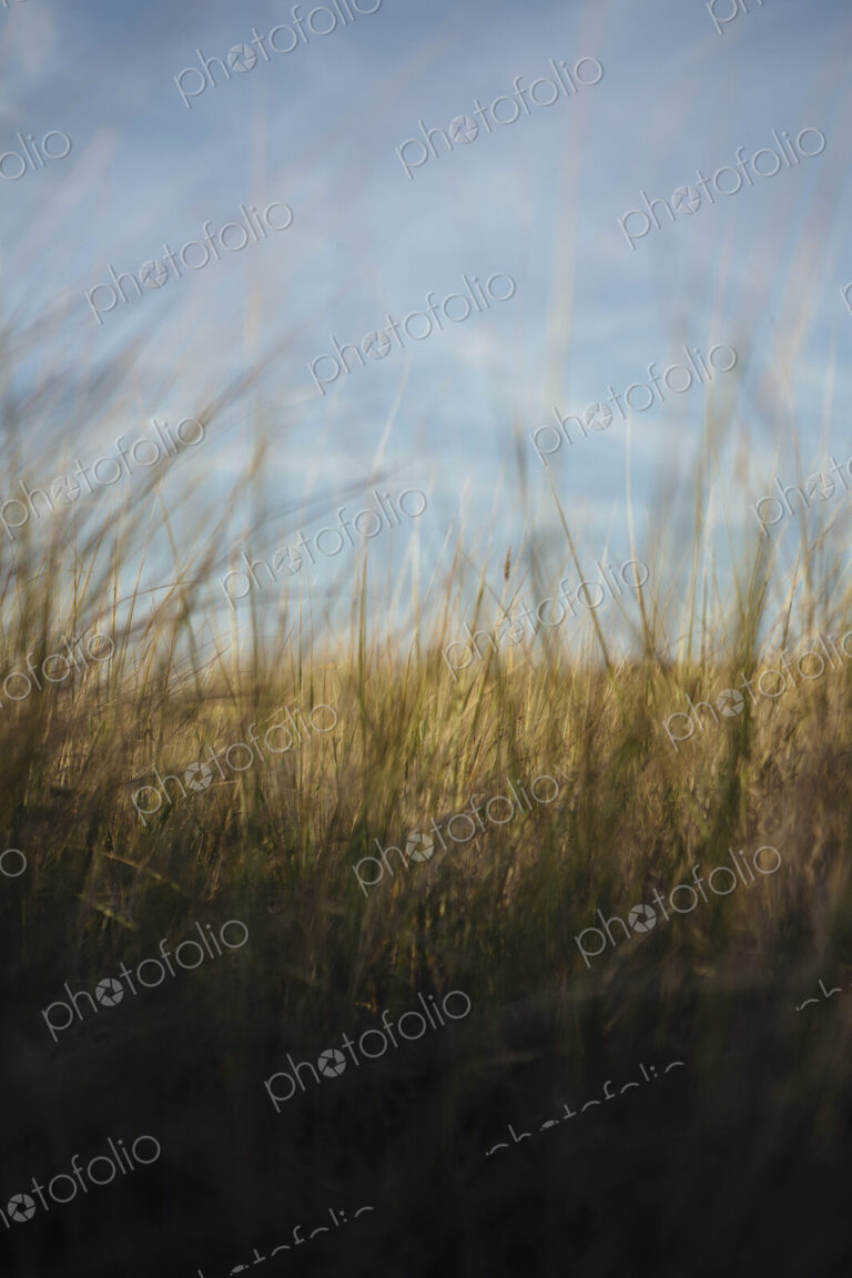 Low angle view of windswept sea grasses, Long Beach Peninsula