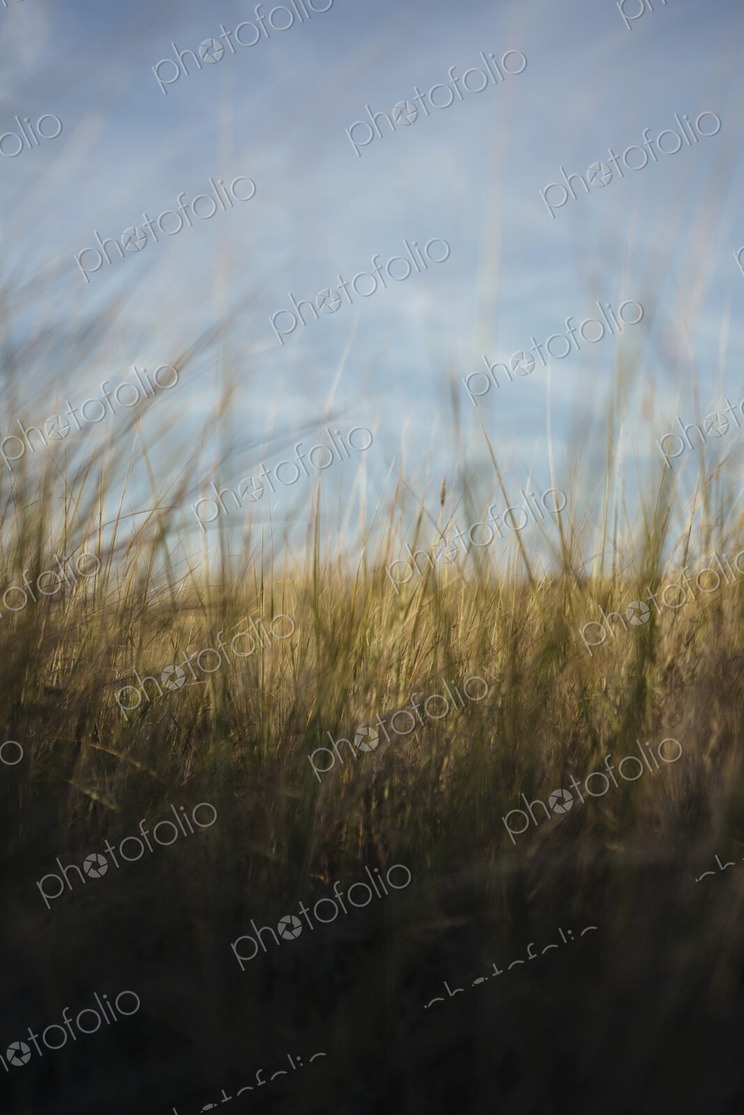Low angle view of windswept sea grasses, Long Beach Peninsula
