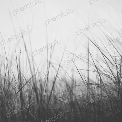 Low angle view of windswept sea grasses, Long Beach Peninsula Low angle view of windswept sea grasses, Long Beach Peninsula