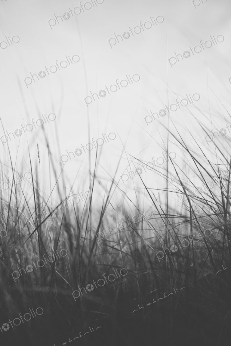 Low angle view of windswept sea grasses, Long Beach Peninsula