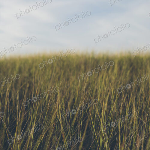 Low angle view of windswept sea grasses, Long Beach Peninsula Low angle view of windswept sea grasses, Long Beach Peninsula