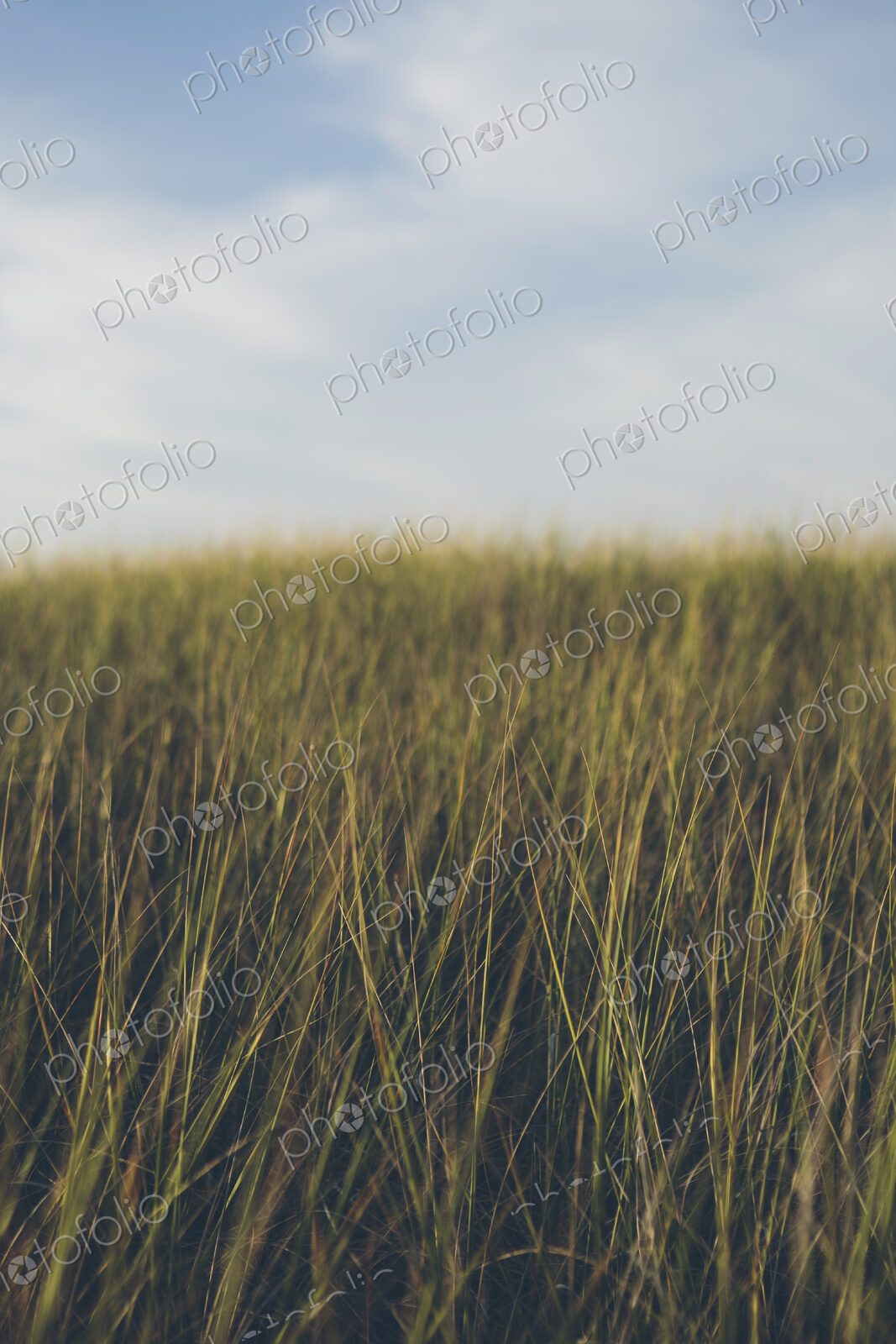 Low angle view of windswept sea grasses, Long Beach Peninsula