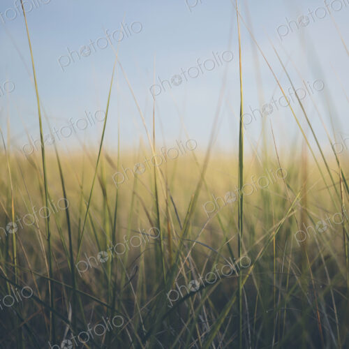 Low angle view of windswept sea grasses, Long Beach Peninsula Low angle view of windswept sea grasses, Long Beach Peninsula