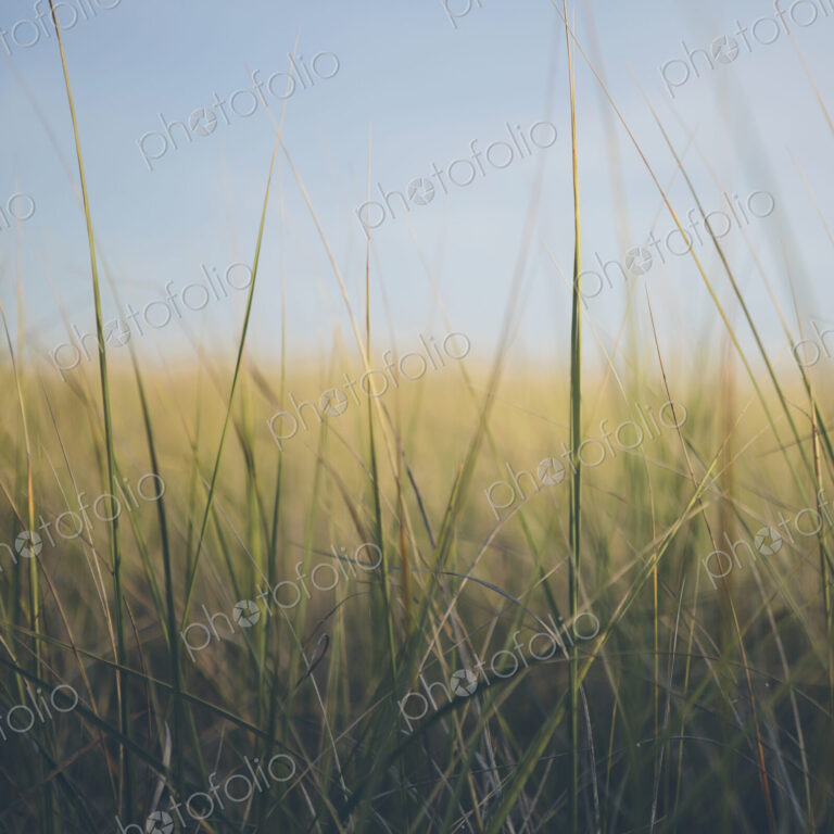 Low angle view of windswept sea grasses, Long Beach Peninsula