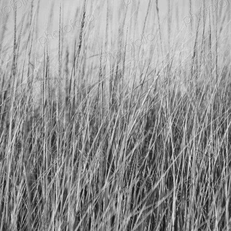 Low angle view of windswept sea grasses, Long Beach Peninsula