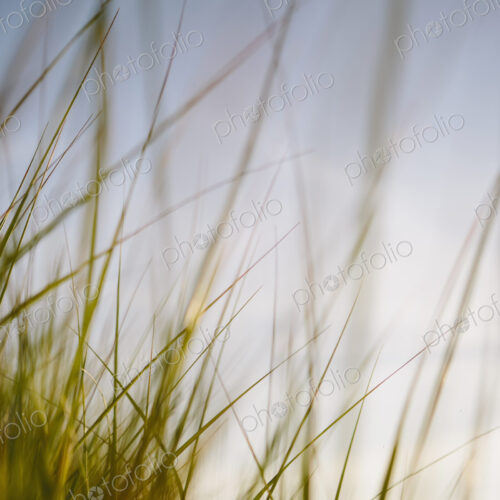 Low angle view of windswept sea grasses, Long Beach Peninsula Low angle view of windswept sea grasses, Long Beach Peninsula