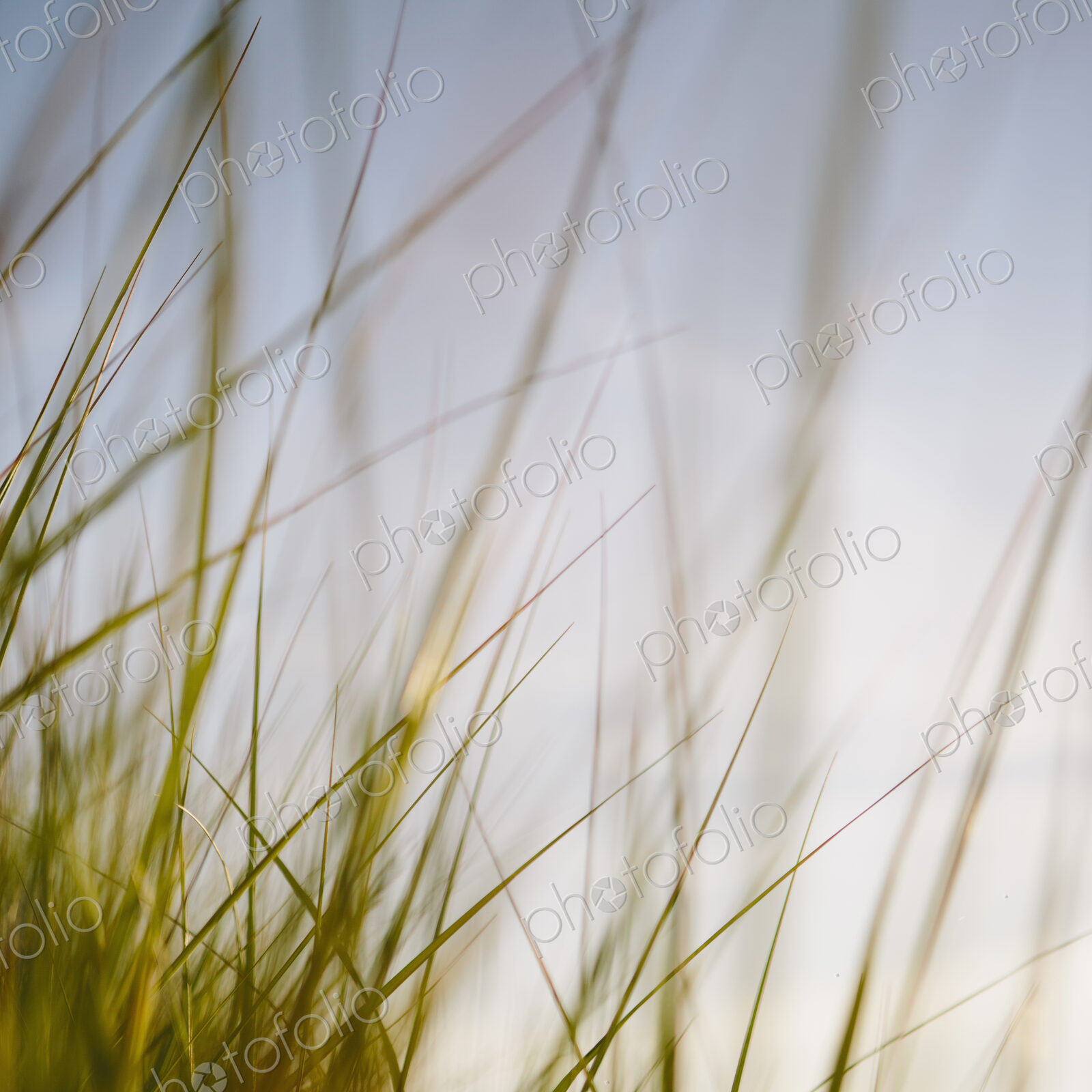 Low angle view of windswept sea grasses, Long Beach Peninsula