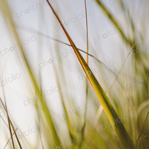 Low angle view of windswept sea grasses, Long Beach Peninsula Low angle view of windswept sea grasses, Long Beach Peninsula
