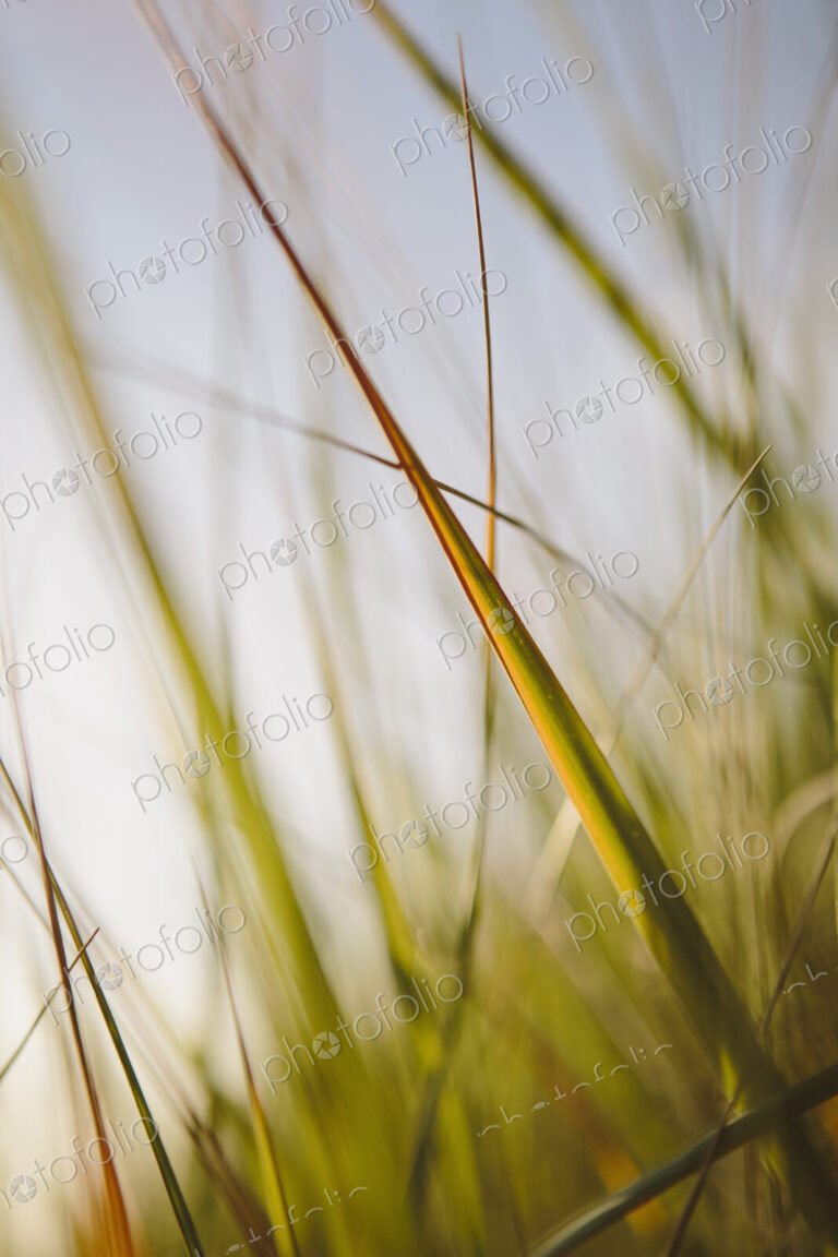 Low angle view of windswept sea grasses, Long Beach Peninsula