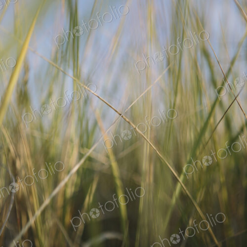 Low angle view of windswept sea grasses, Long Beach Peninsula Low angle view of windswept sea grasses, Long Beach Peninsula