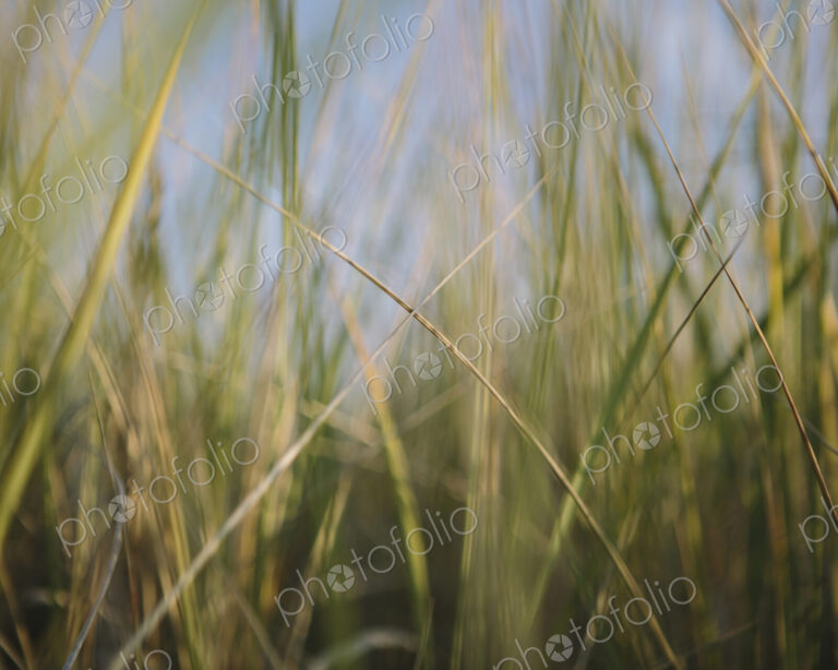 Low angle view of windswept sea grasses, Long Beach Peninsula