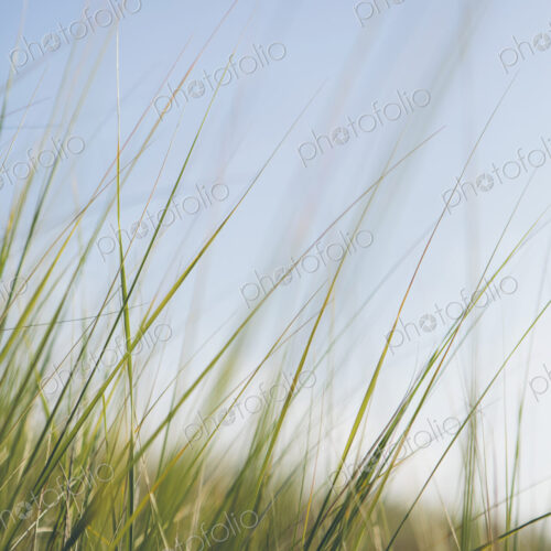 Low angle view of windswept sea grasses, Long Beach Peninsula Low angle view of windswept sea grasses, Long Beach Peninsula