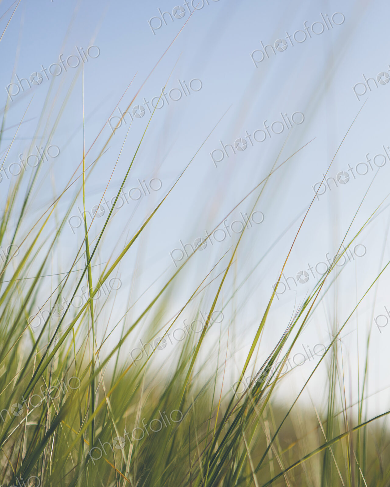 Low angle view of windswept sea grasses, Long Beach Peninsula