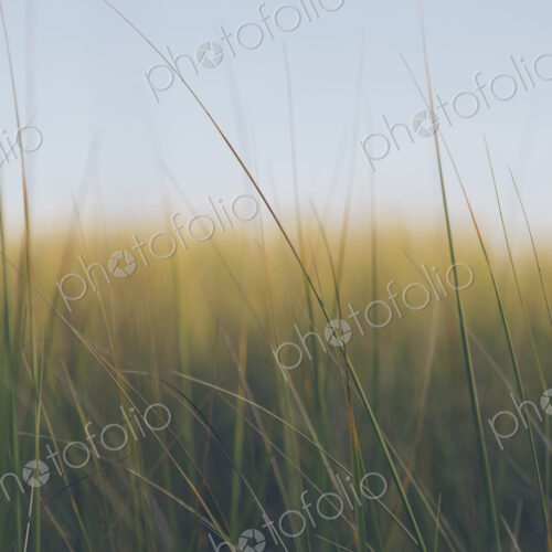 Low angle view of windswept sea grasses, Long Beach Peninsula Low angle view of windswept sea grasses, Long Beach Peninsula