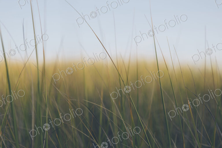Low angle view of windswept sea grasses, Long Beach Peninsula