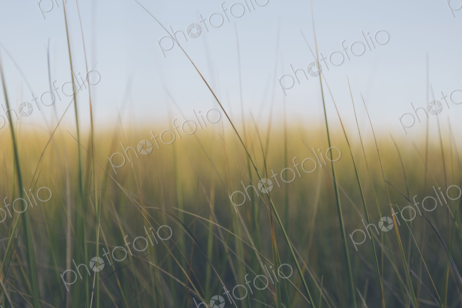 Low angle view of windswept sea grasses, Long Beach Peninsula