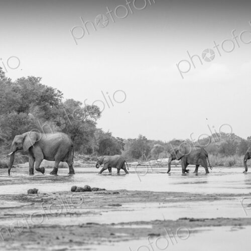Loxodonta africana, Elephanth herd crossing Sand River. Loxodonta africana, Elephanth herd crossing Sand River.