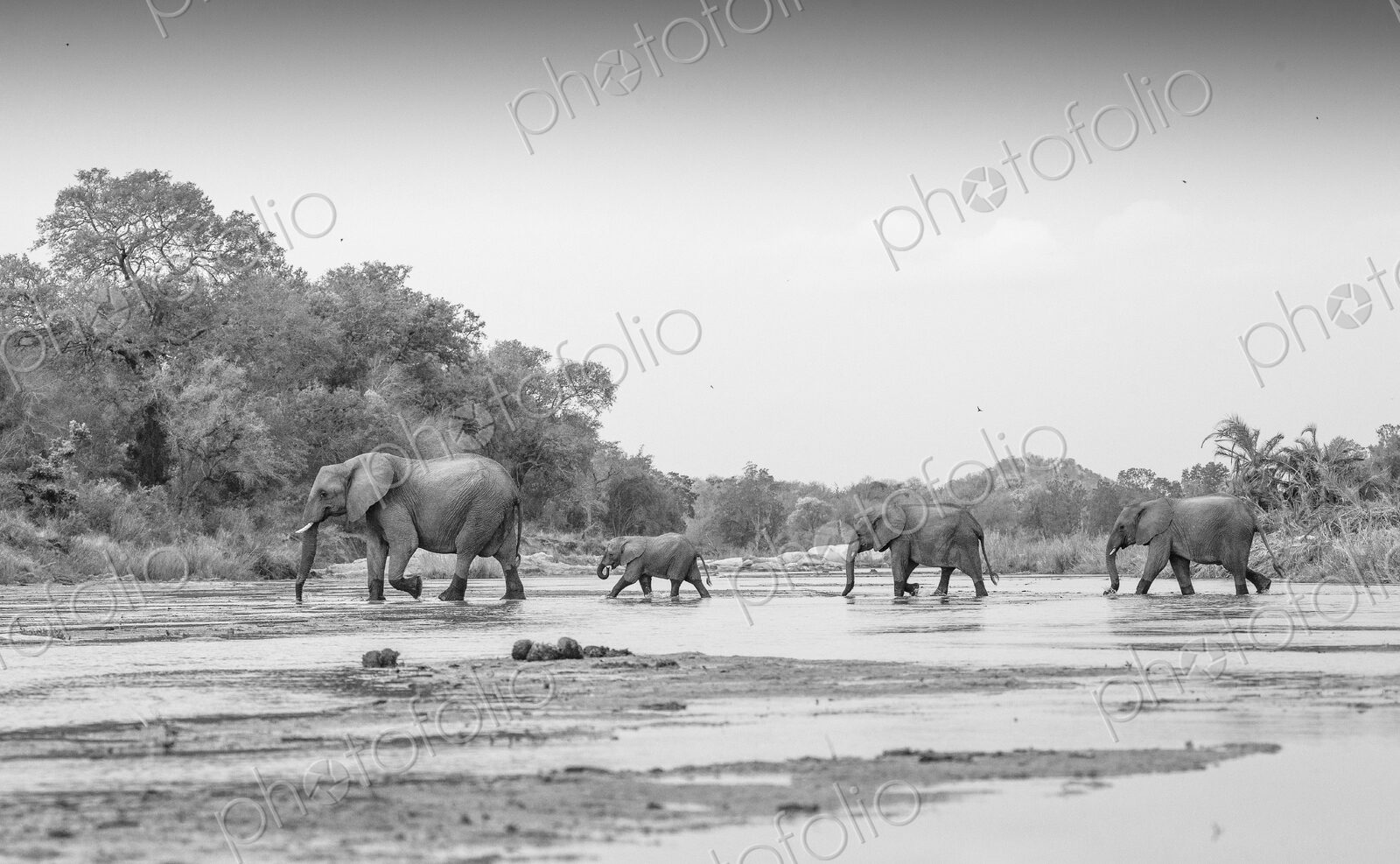 Loxodonta africana, Elephanth herd crossing Sand River.