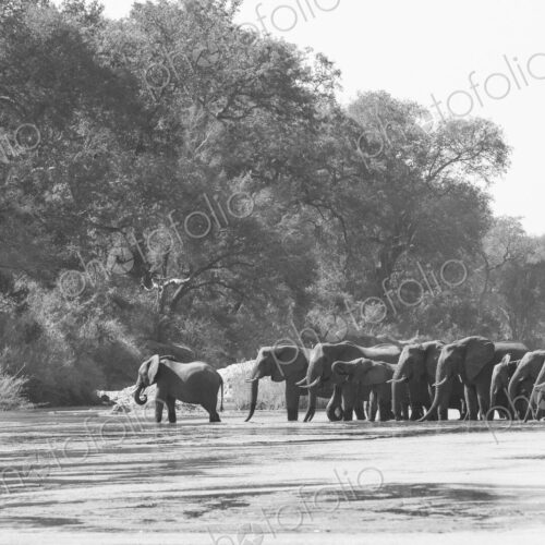 Loxodonta africana, herd drinking on the riverbank at Sand River. Loxodonta africana, herd drinking on the riverbank at Sand River.