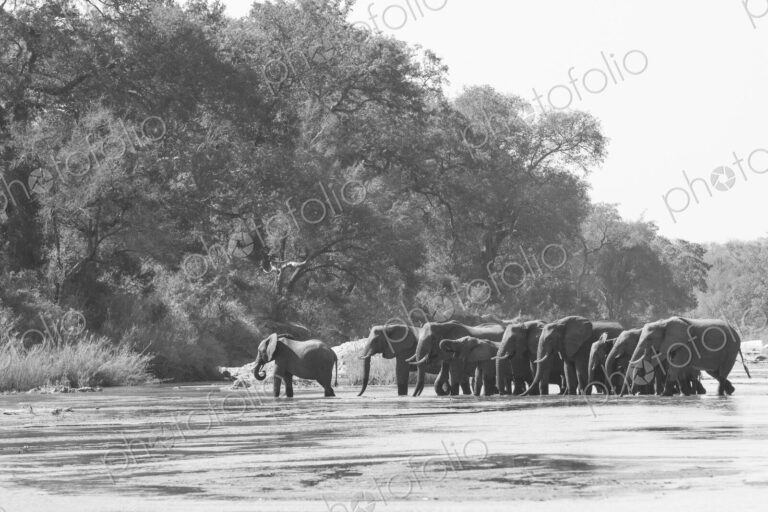 Loxodonta africana, herd drinking on the riverbank at Sand River.