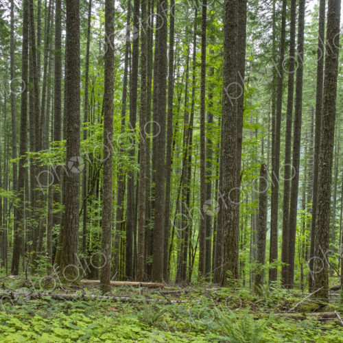 Lush forest in the central Cascades, Gifford Pinchot National Forest, Washington