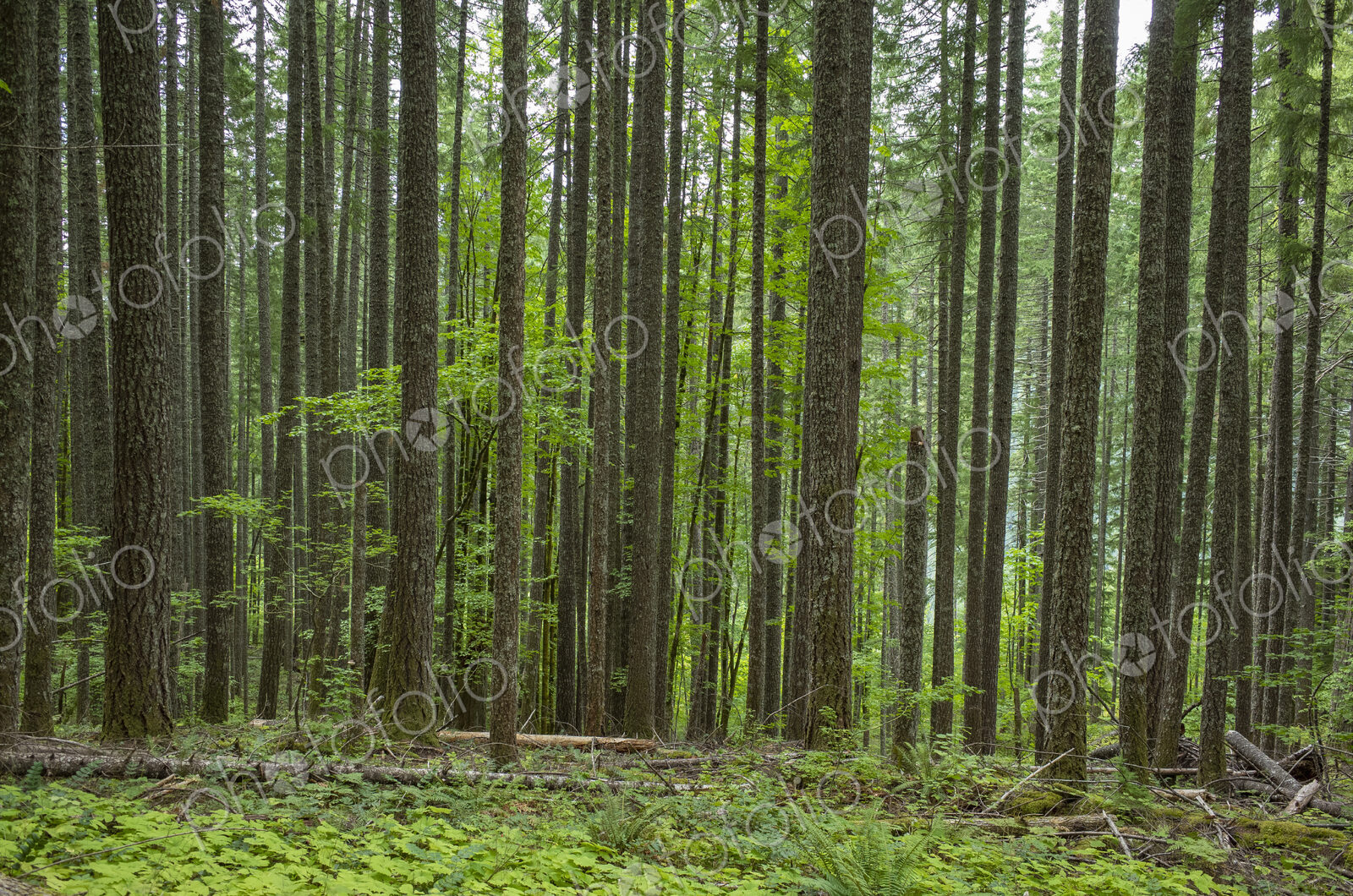 Lush forest in the central Cascades, Gifford Pinchot National Forest, Washington