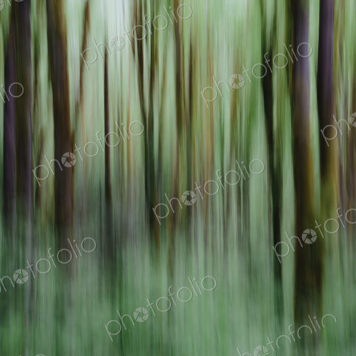 Lush forest of moss covered Big leaf maple trees (Acer macrophyllum), blurred motion,…
