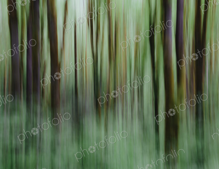 Lush forest of moss covered Big leaf maple trees (Acer macrophyllum), blurred motion,…