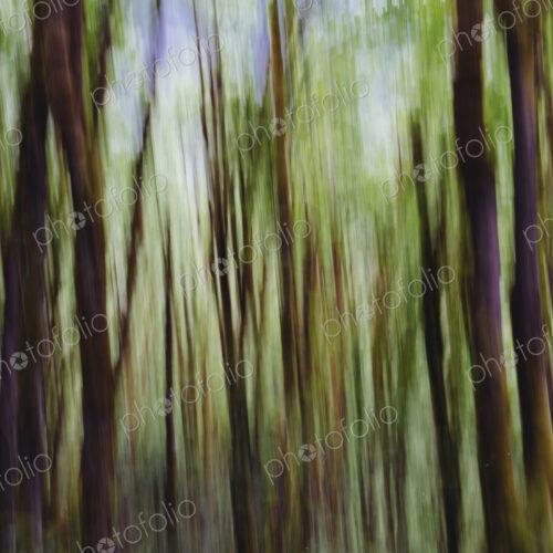 Lush forest of moss covered Big leaf maple trees (Acer macrophyllum), blurred motion,…