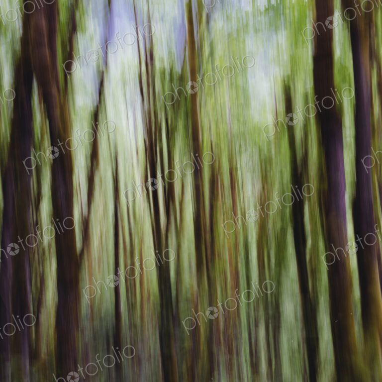 Lush forest of moss covered Big leaf maple trees (Acer macrophyllum), blurred motion,…