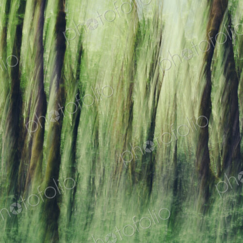 Lush forest of moss covered Big leaf maple trees (Acer macrophyllum), blurred motion,…