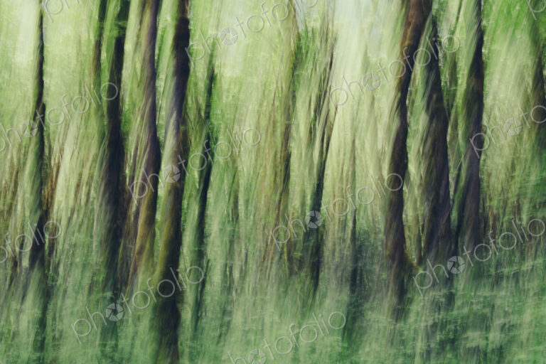 Lush forest of moss covered Big leaf maple trees (Acer macrophyllum), blurred motion,…